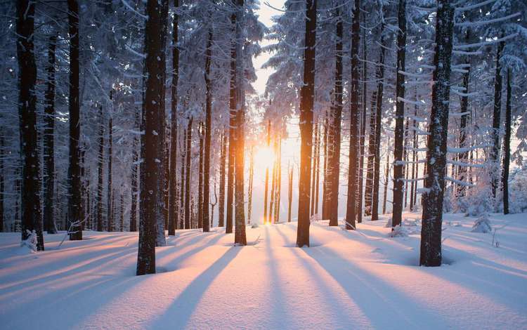 деревья, солнце, снег, природа, лес, зима, trees, the sun, snow, nature, forest, winter