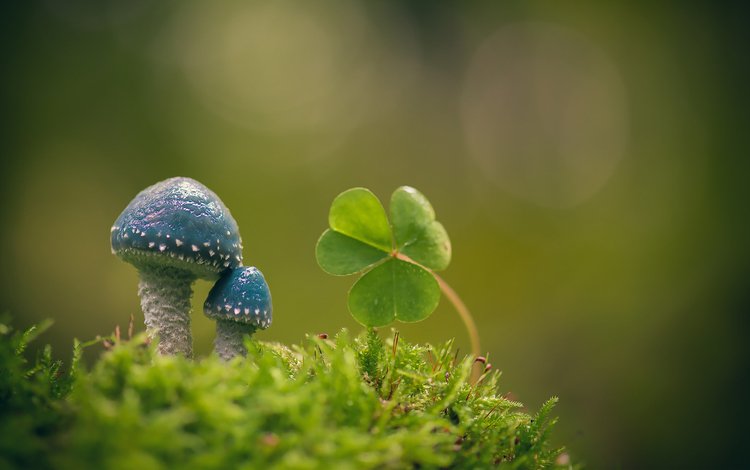 макро, фон, грибы, мох, листики, кислица, строфария сине-зелёная, macro, background, mushrooms, moss, leaves, oxalis, stropharia blue-green