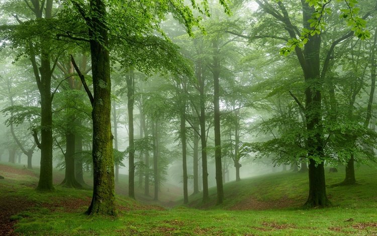 деревья, природа, лес, туман, trees, nature, forest, fog
