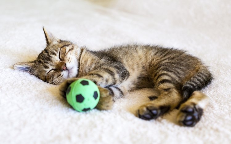 кот, кошка, сон, котенок, мяч, cat, sleep, kitty, the ball