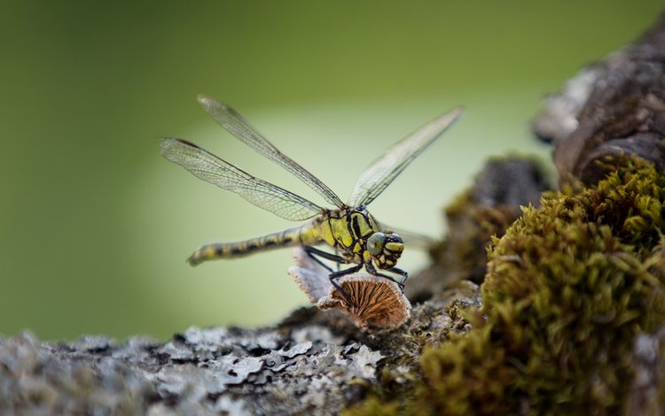 макро, насекомое, крылья, стрекоза, lena held, macro, insect, wings, dragonfly