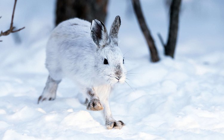 снег, зима, кролик, животное, заяц, snow, winter, rabbit, animal, hare