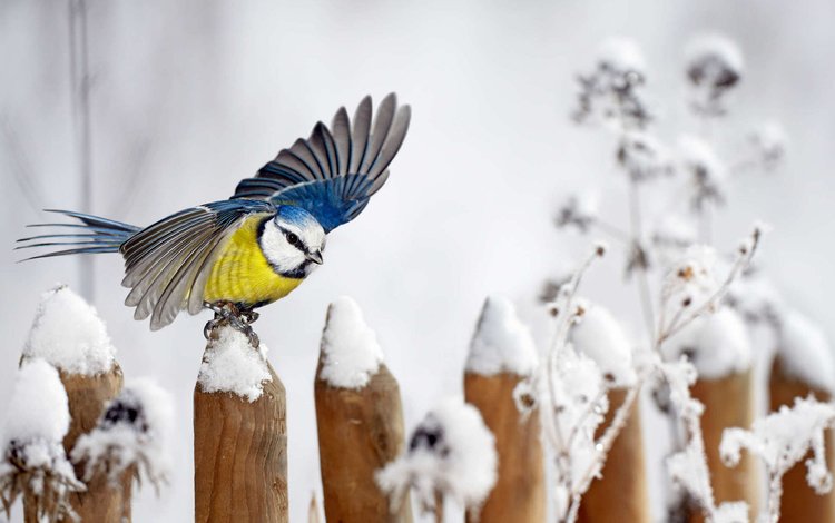 снег, зима, забор, крылья, птица, синица, snow, winter, the fence, wings, bird, tit