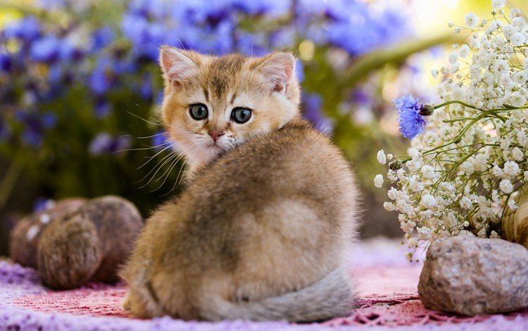 глаза, цветы, камни, кот, кошка, взгляд, котенок, детеныш, eyes, flowers, stones, cat, look, kitty, cub