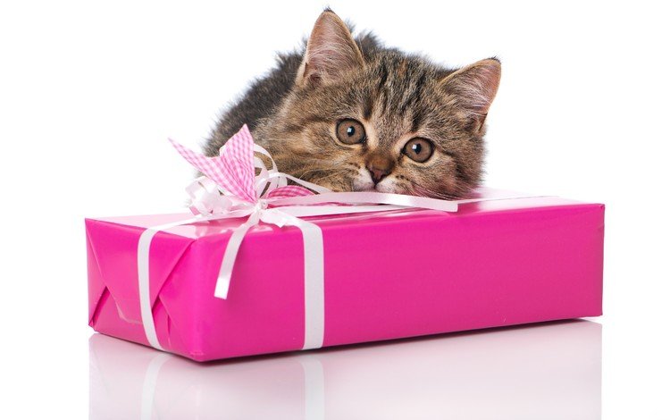 глаза, кот, кошка, взгляд, котенок, подарок, eyes, cat, look, kitty, gift