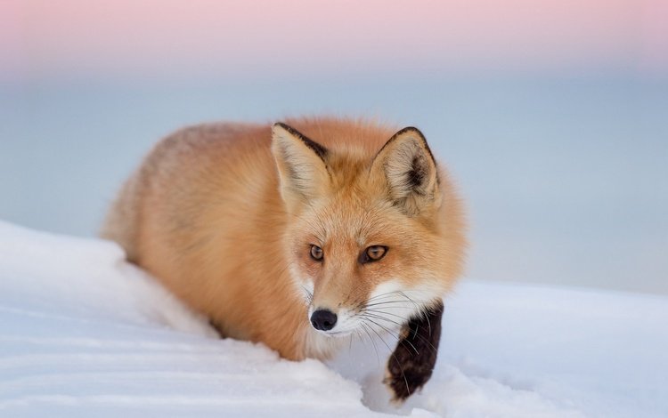 глаза, снег, зима, взгляд, лиса, лисица, eyes, snow, winter, look, fox