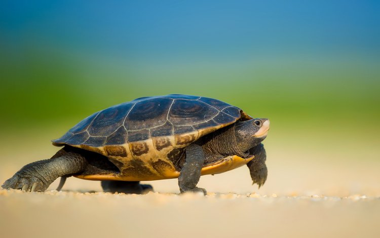 черепаха, прогулка, черепашка, морская черепаха, боке, земноводные, ray hennessy, turtle, walk, bug, sea turtle, bokeh, amphibians