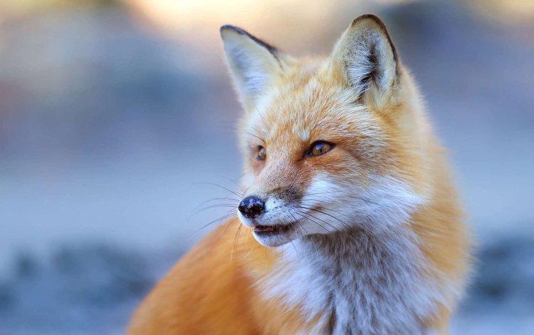 глаза, мордочка, взгляд, лиса, лисица, eyes, muzzle, look, fox