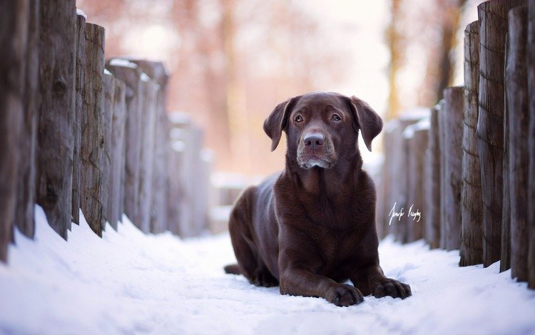 зима, взгляд, собака, лабрадор, ретривер, winter, look, dog, labrador, retriever