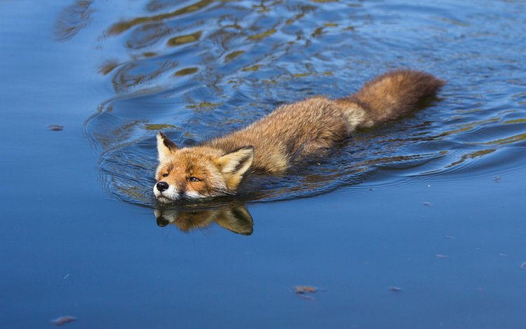 вода, лиса, лисица, angela louwe, water, fox