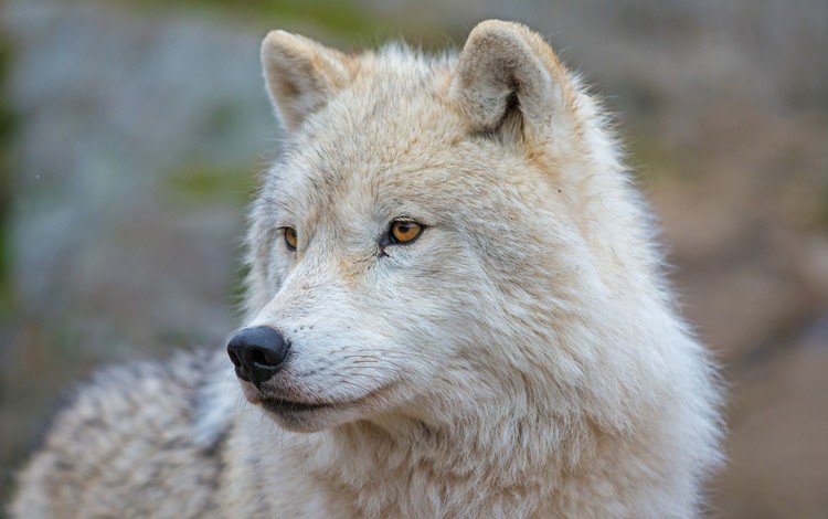 морда, взгляд, хищник, волк, арктический волк, face, look, predator, wolf, arctic wolf