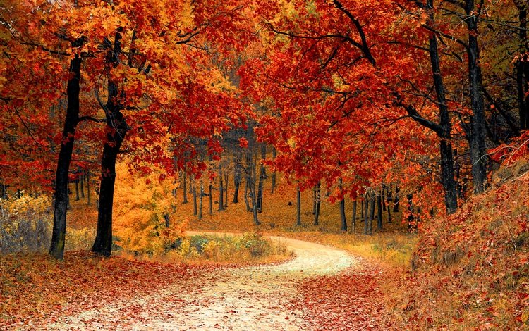 деревья, природа, лес, листья, парк, осень, тропинка, листопад, trees, nature, forest, leaves, park, autumn, path, falling leaves