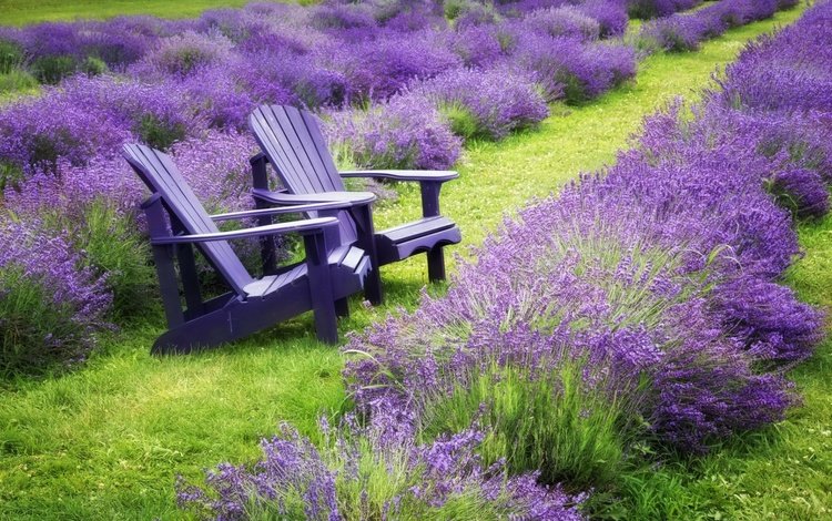 цветы, трава, природа, пейзаж, поле, лаванда, стулья, flowers, grass, nature, landscape, field, lavender, chairs