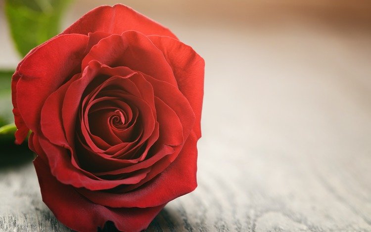 цветок, роза, лепестки, красная роза, flower, rose, petals, red rose