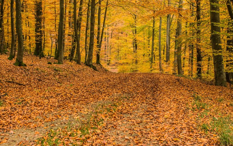 деревья, природа, лес, листья, осень, листопад, trees, nature, forest, leaves, autumn, falling leaves