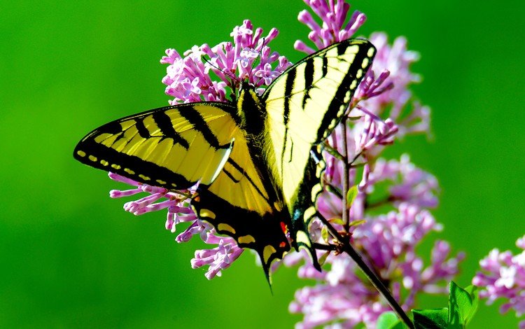 цветы, макро, насекомое, бабочка, крылья, flowers, macro, insect, butterfly, wings