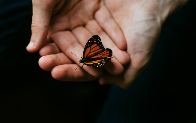 макро, насекомое, бабочка, крылья, черный фон, руки, macro, insect, butterfly, wings, black background, hands