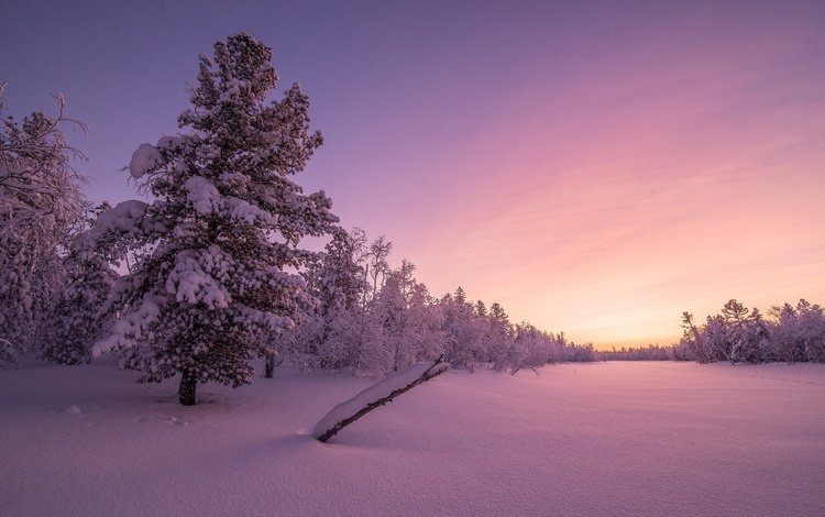 деревья, снег, закат, зима, trees, snow, sunset, winter