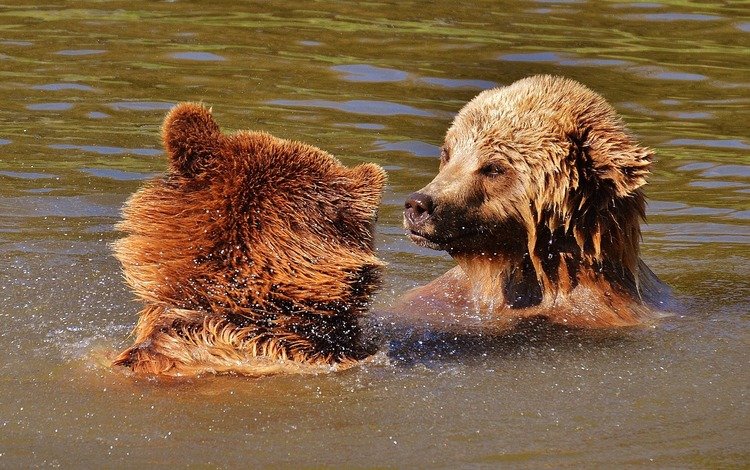 игра, медведи, бурый медведь, в воде, the game, bears, brown bear, in the water