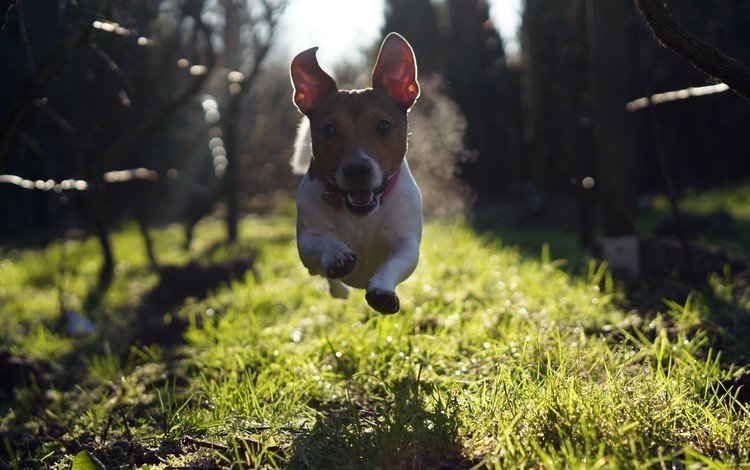 трава, взгляд, собака, прыжок, бег, джек-рассел-терьер, grass, look, dog, jump, running, jack russell terrier