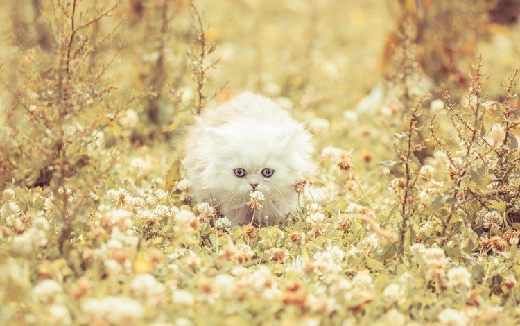 цветы, клевер, кошка, котенок, пушистый, белая, flowers, clover, cat, kitty, fluffy, white