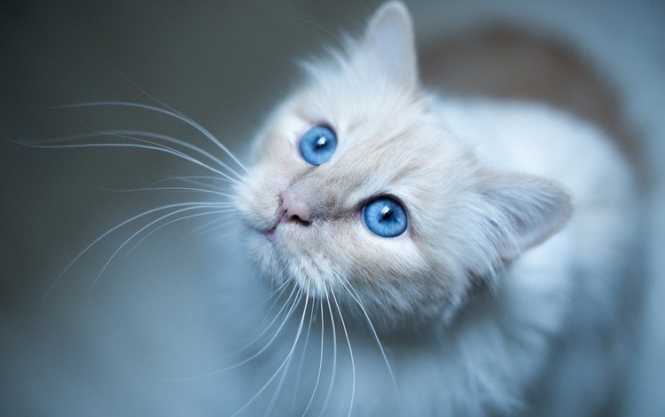 глаза, фон, усы, кошка, взгляд, котенок, голубые глаза, eyes, background, mustache, cat, look, kitty, blue eyes