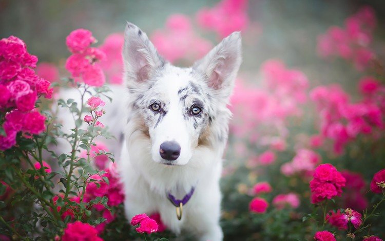 глаза, цветы, взгляд, собака, ошейник, julia poker, eyes, flowers, look, dog, collar