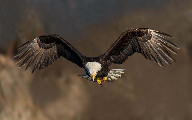полет, крылья, птица, клюв, белоголовый орлан, flight, wings, bird, beak, bald eagle
