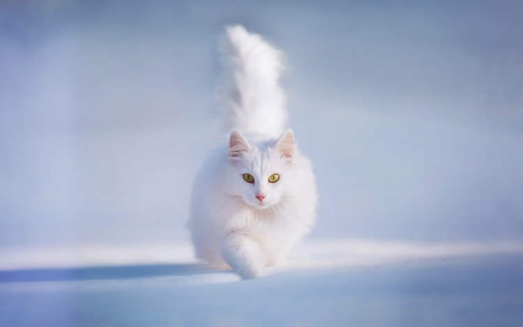 снег, зима, кот, пушистый, белый, snow, winter, cat, fluffy, white