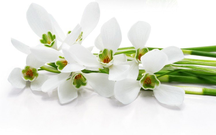 цветы, белый фон, белые, стебли, орхидеи, flowers, white background, white, stems, orchids