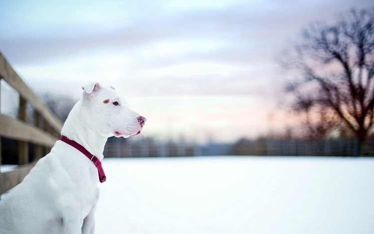 снег, зима, собака, профиль, ошейник, питбультерьер, питбуль, snow, winter, dog, profile, collar, pit bull terrier, pit bull