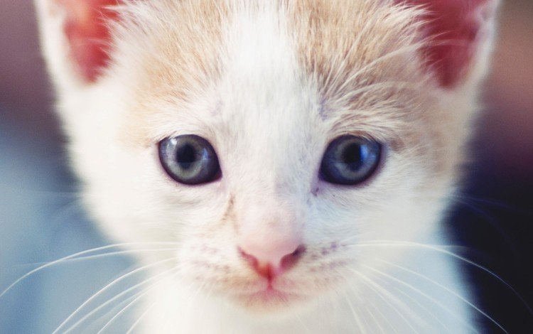 глаза, фон, мордочка, усы, кошка, взгляд, котенок, eyes, background, muzzle, mustache, cat, look, kitty