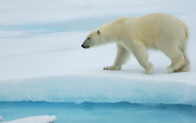 полярный медведь, медведь, антарктида, белый медведь, льдина, polar bear, bear, antarctica, floe