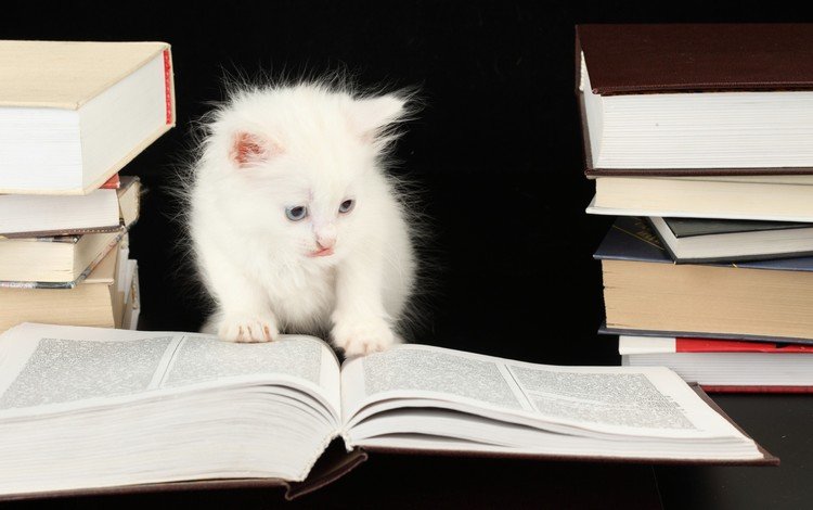 книги, котенок, черный фон, кошечка, books, kitty, black background