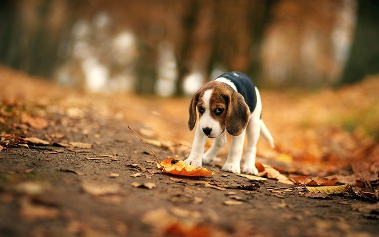 листья, мордочка, взгляд, осень, собака, уши, бигль, leaves, muzzle, look, autumn, dog, ears, beagle