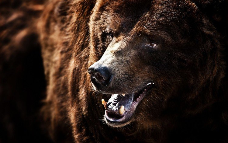 медведь, клыки, черный фон, пасть, бурый медведь, bear, fangs, black background, mouth, brown bear