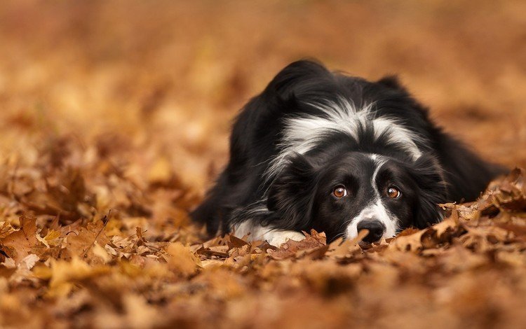 глаза, листья, взгляд, осень, собака, лежит, бордер-колли, eyes, leaves, look, autumn, dog, lies, the border collie