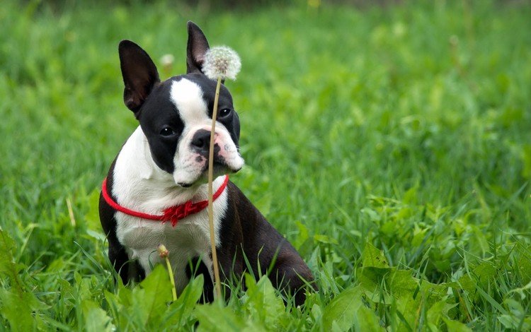 трава, собака, французский бульдог, бостон-терьер, бостон терьер, grass, dog, french bulldog, boston terrier