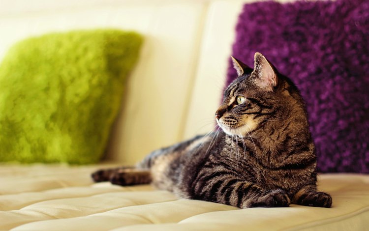 подушки, кот, кошка, диван, мейн-кун, pillow, cat, sofa, maine coon