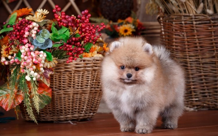 цветы, собака, щенок, корзина, композиция, шпиц, flowers, dog, puppy, basket, composition, spitz