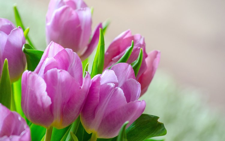 цветы, бутоны, лепестки, весна, тюльпаны, flowers, buds, petals, spring, tulips