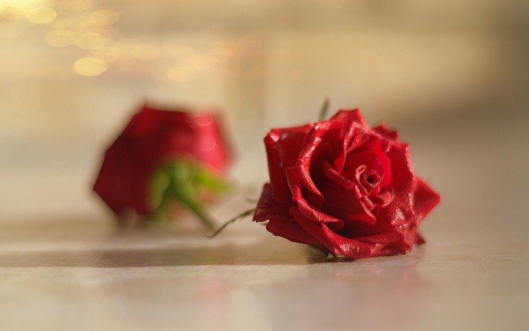 цветы, макро, роза, лепестки, бутон, красная роза, боке, flowers, macro, rose, petals, bud, red rose, bokeh