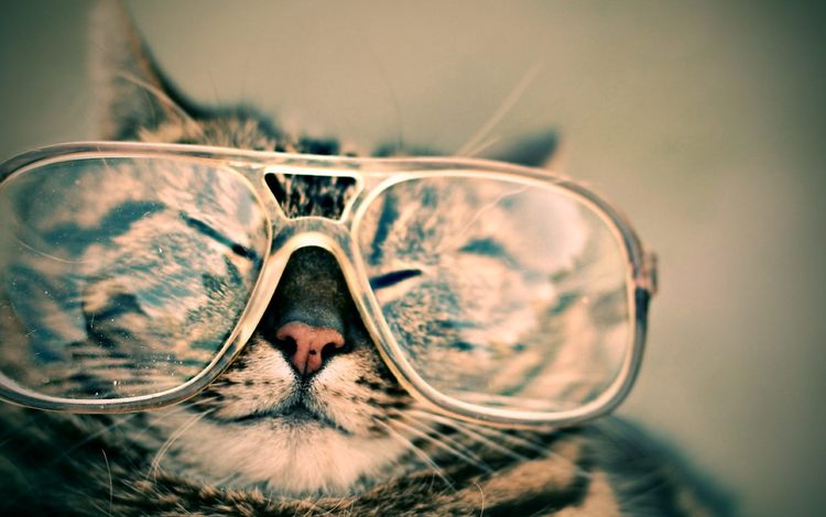 кот, мордочка, усы, кошка, взгляд, очки, закрытые глаза, cat, muzzle, mustache, look, glasses, closed eyes