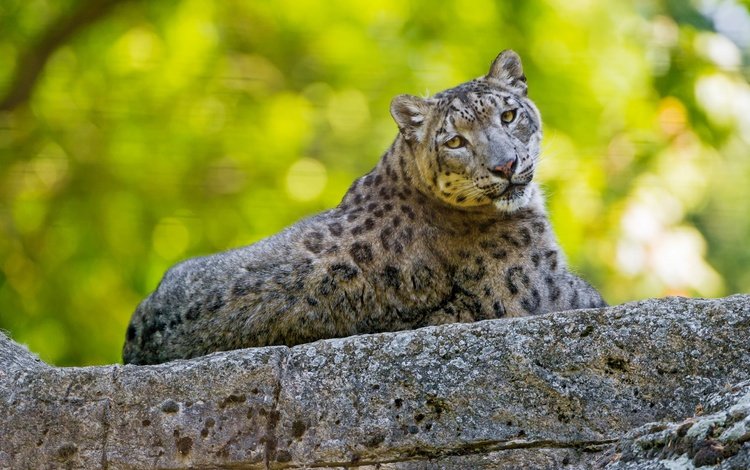 хищник, большая кошка, снежный барс, ирбис, predator, big cat, snow leopard, irbis