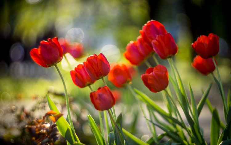 цветы, бутоны, красные, весна, тюльпаны, боке, sorin mutu, flowers, buds, red, spring, tulips, bokeh