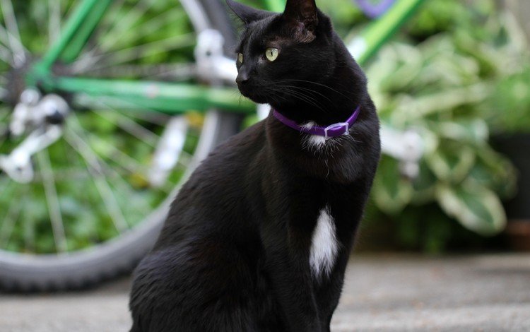 фон, кот, мордочка, кошка, взгляд, черный, ошейник, background, cat, muzzle, look, black, collar
