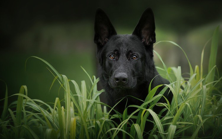 морда, трава, взгляд, собака, черная, немецкая овчарка, face, grass, look, dog, black, german shepherd