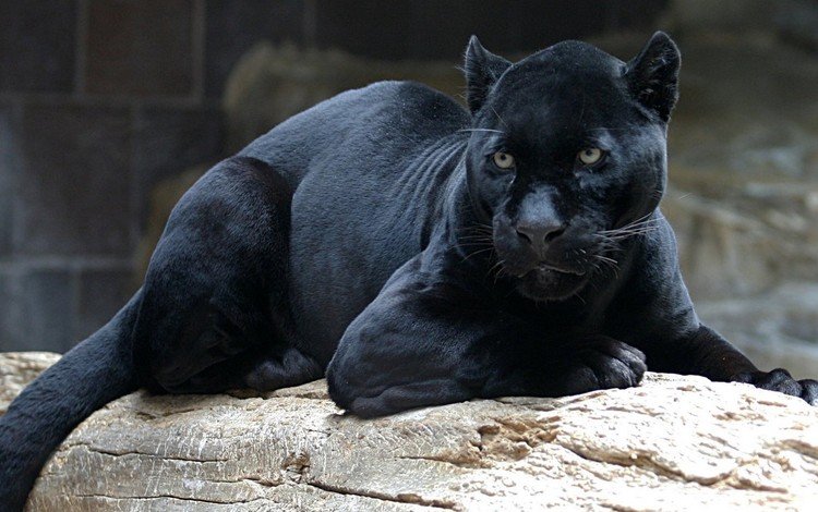 морда, взгляд, хищник, большая кошка, пантера, бревно, чёрная пантера, face, look, predator, big cat, panther, log, black panther