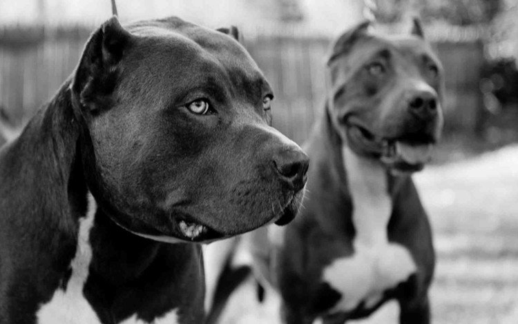 чёрно-белое, собаки, питбультерьер, питбуль, black and white, dogs, pit bull terrier, pit bull