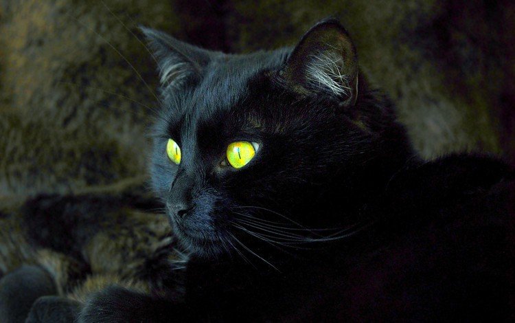 кот, мордочка, кошка, взгляд, черный, желтые глаза, cat, muzzle, look, black, yellow eyes
